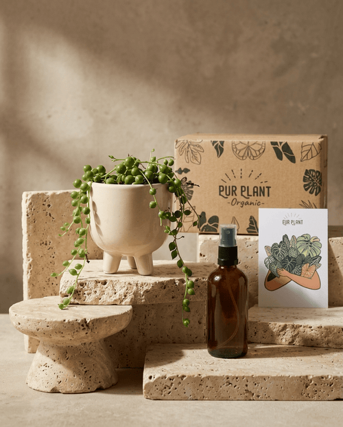Gift Set Perla – Senecio Rowleyanus Mini - Pur Plant