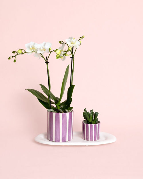 Gift Set Purple - Orquidea y Suculenta Con Maceta - Pur Plant