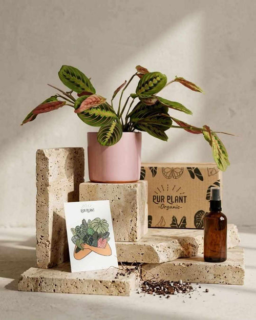 Gift Set Ritual – Maranta Leuconeura - Pur Plant