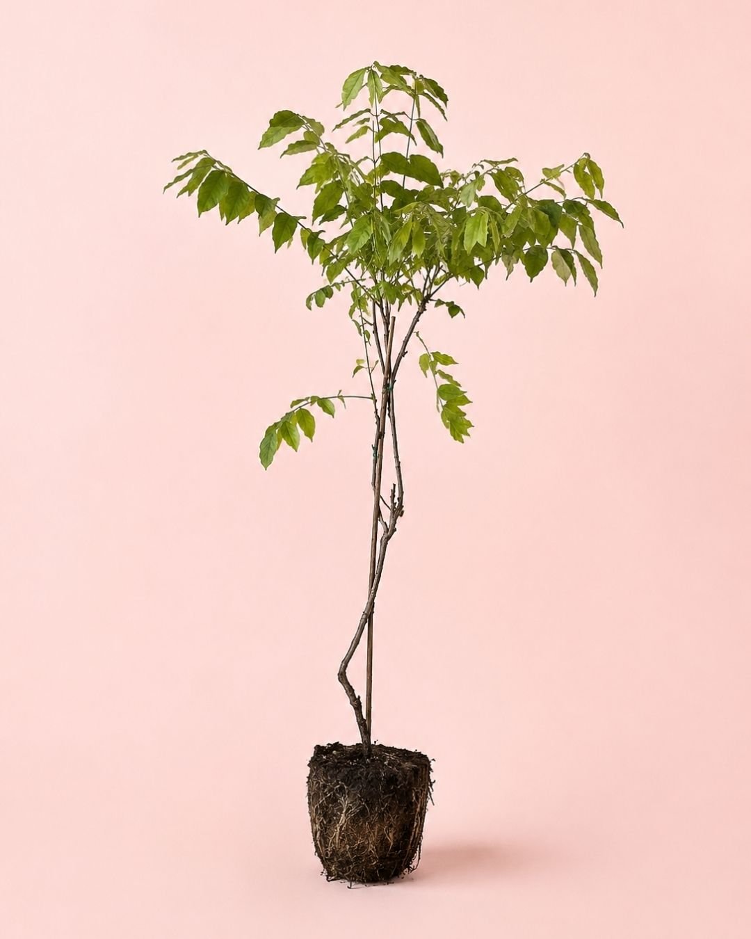 Glicina Lila - Wisteria Sinensis L - Pur Plant