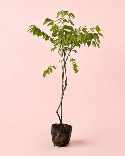 Glicina Lila - Wisteria Sinensis L - Pur Plant