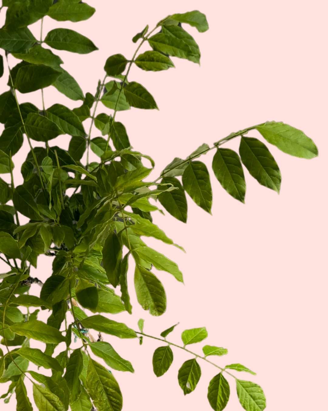 Glicina Lila - Wisteria Sinensis L - Pur Plant