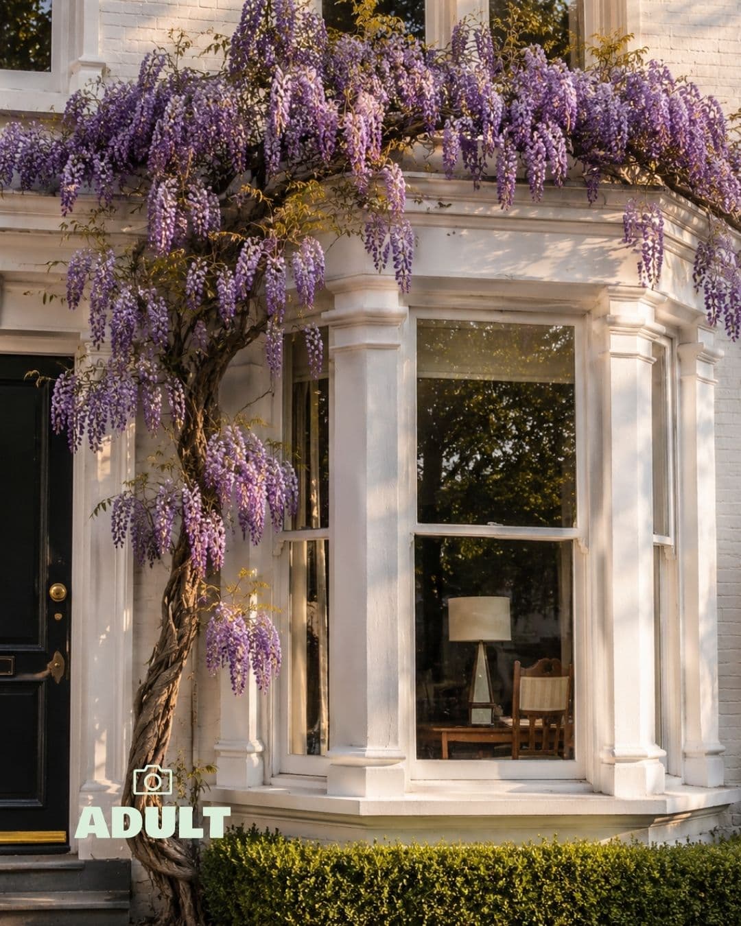 Glicina Lila - Wisteria Sinensis L - Pur Plant