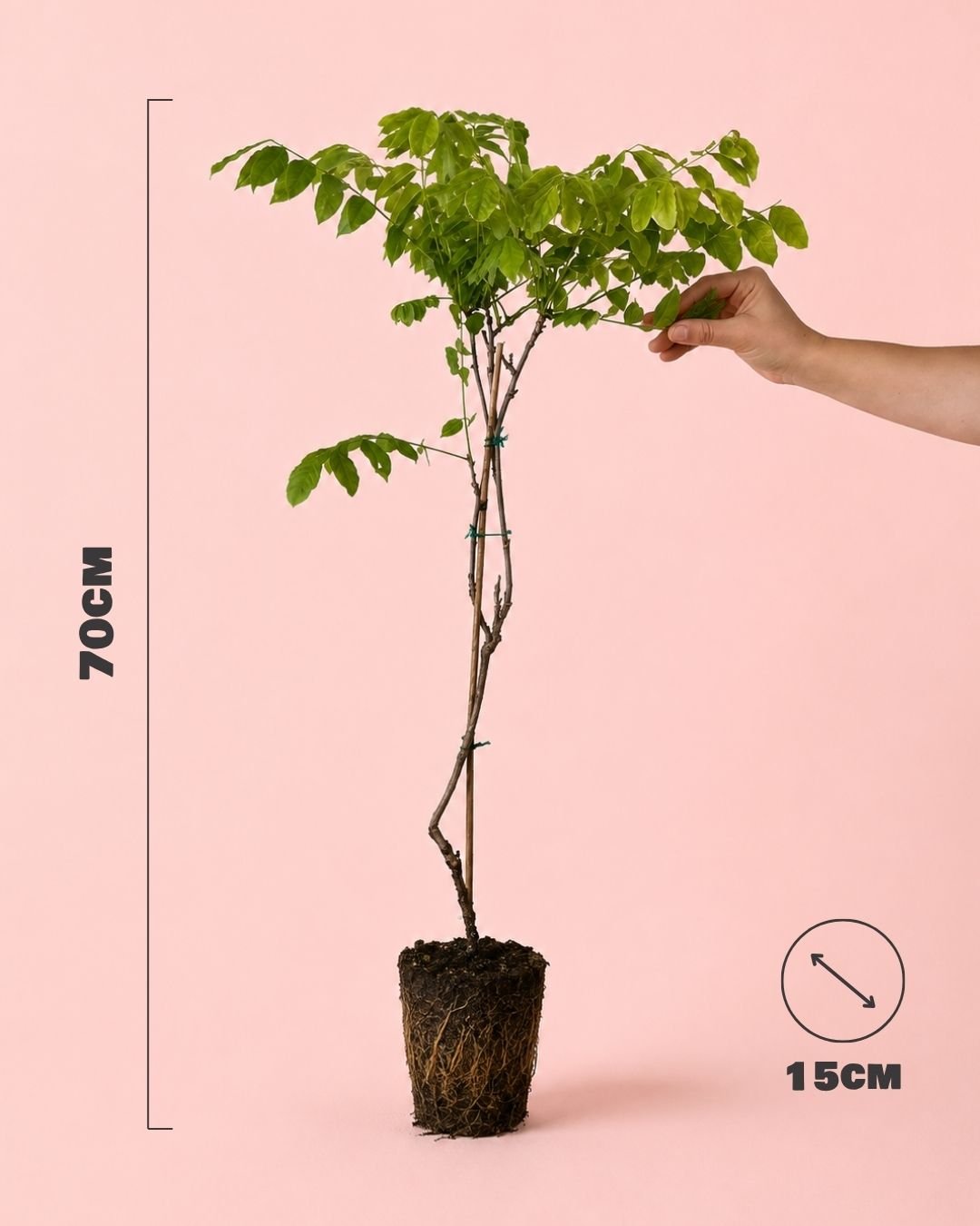 Glicina Lila - Wisteria Sinensis L - Pur Plant