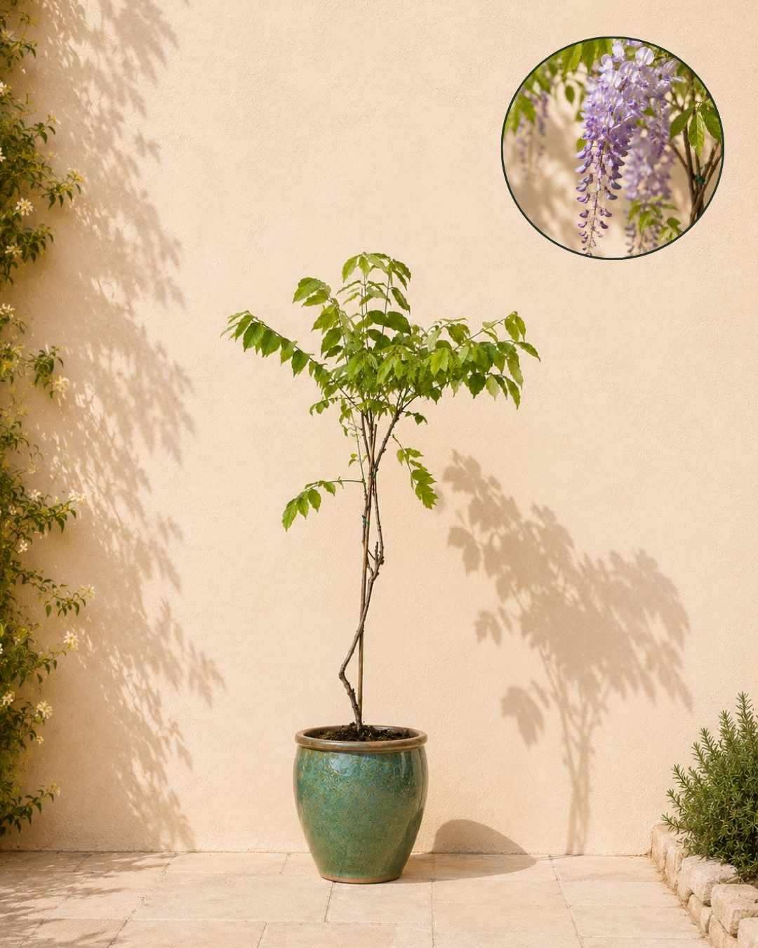 Glicina Lila - Wisteria Sinensis L - Pur Plant