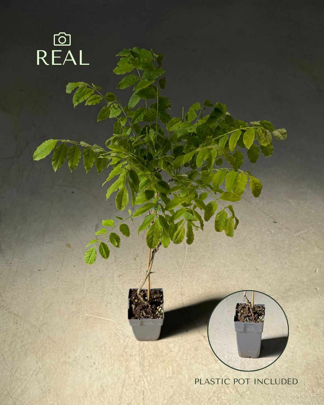 Glicina Lila - Wisteria Sinensis L - Pur Plant
