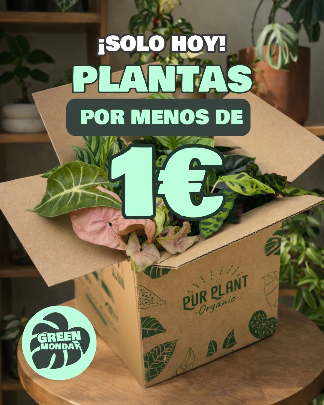 green_monday_banner