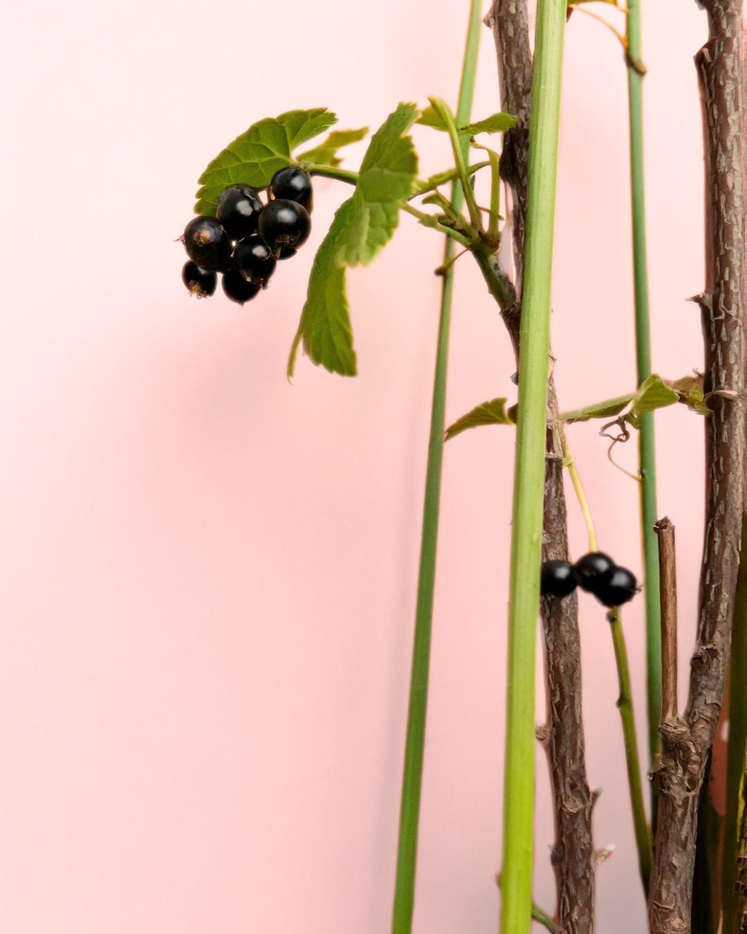 grosella negra fruto