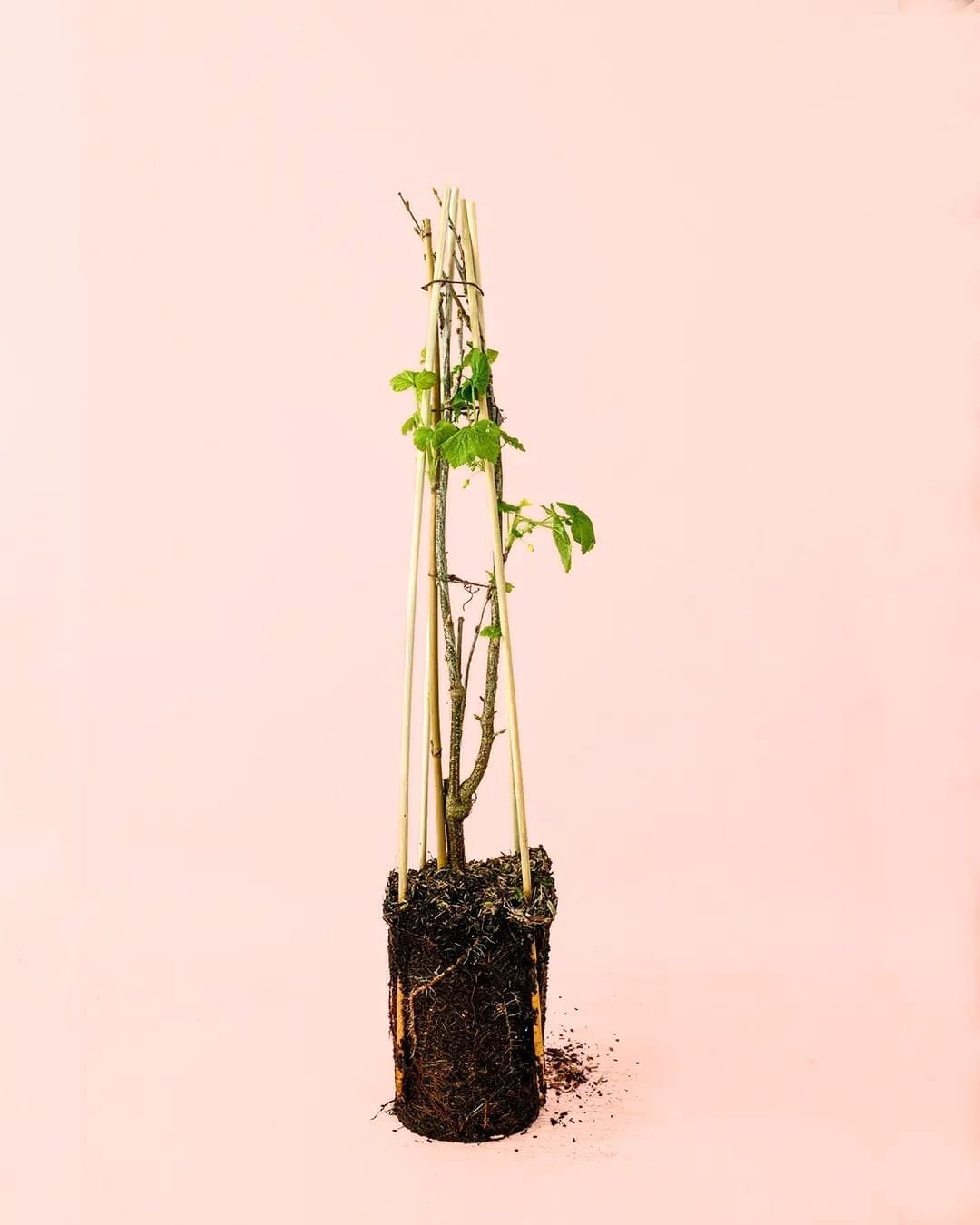 Grosella Negra Planta M - Pur Plant