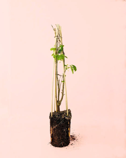 Grosella Negra Planta M - Pur Plant