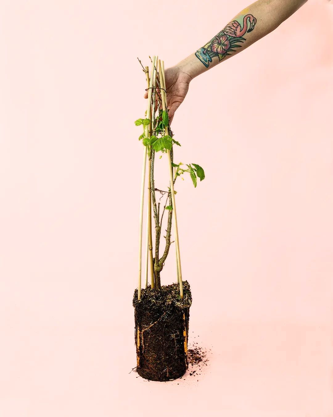 grosella negra planta