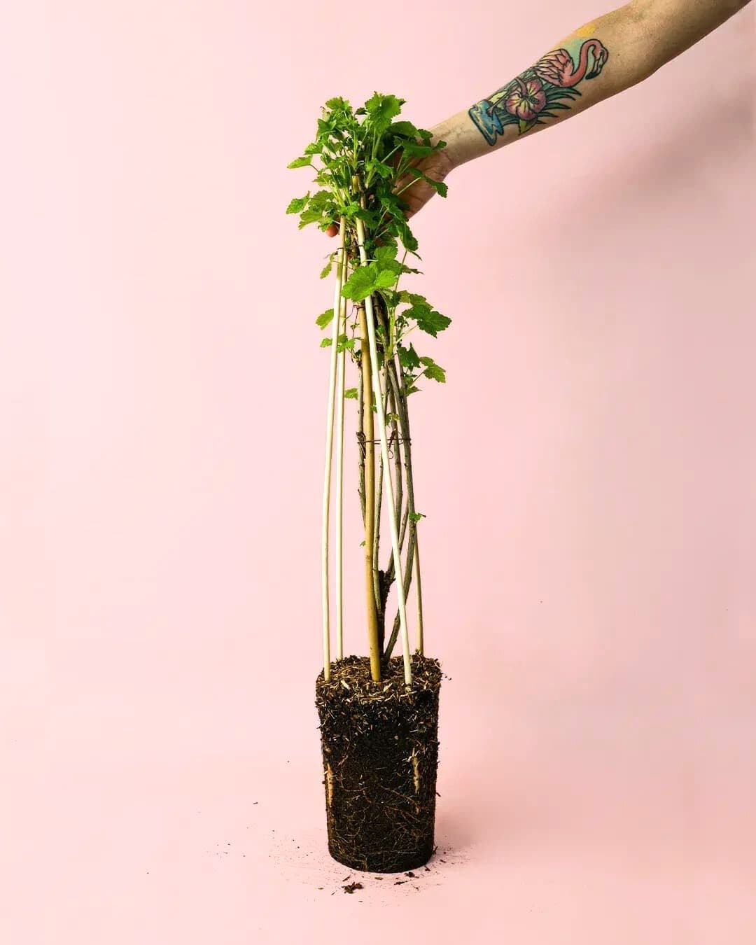 grosella roja planta