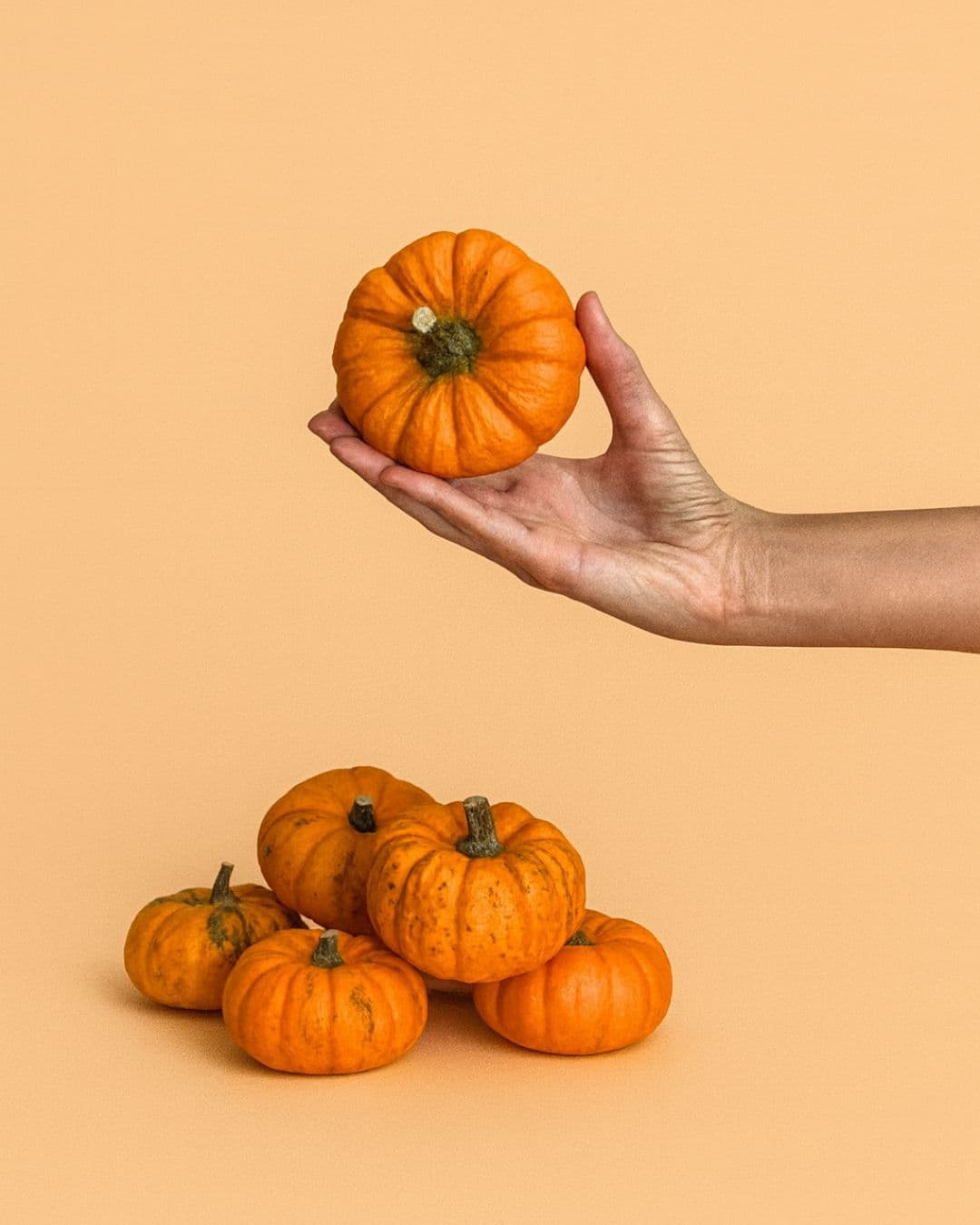 grupo mini calabazas jack