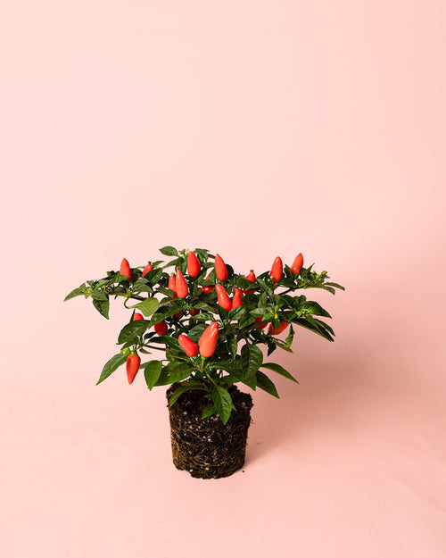 Guindilla Ornamental Naranja Mini - Pur Plant