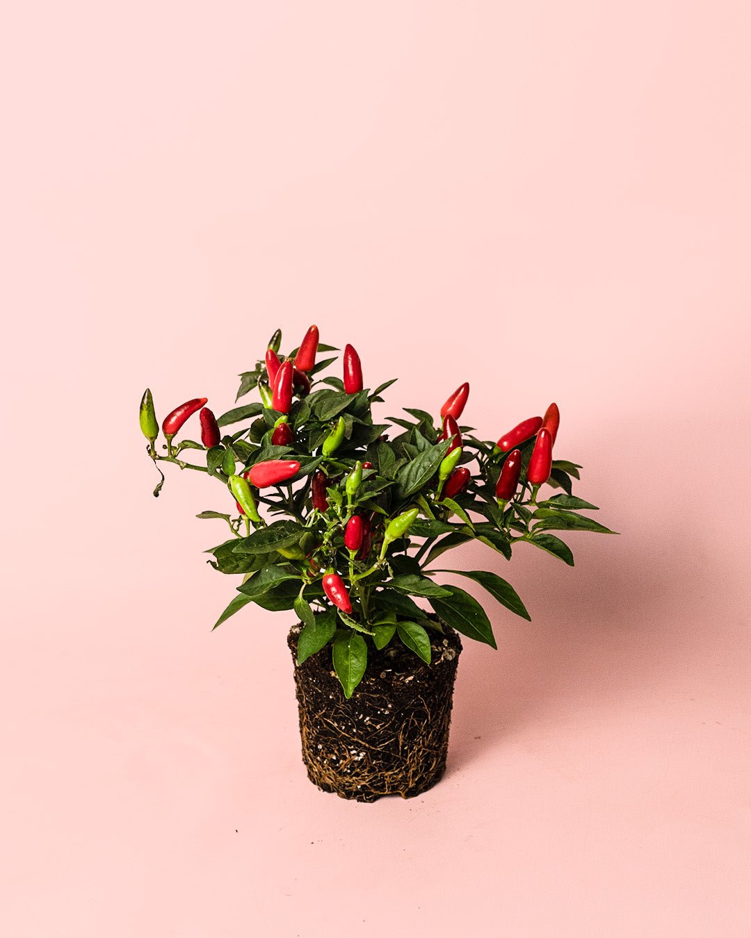 Guindilla Ornamental Roja Mini - Pur Plant
