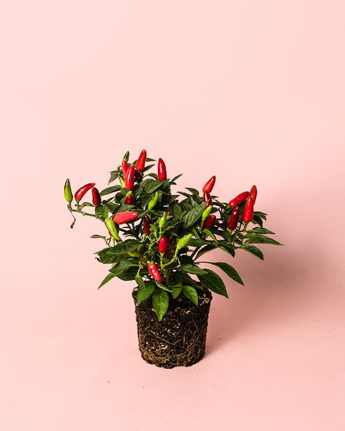 Guindilla Ornamental Roja Mini - Pur Plant