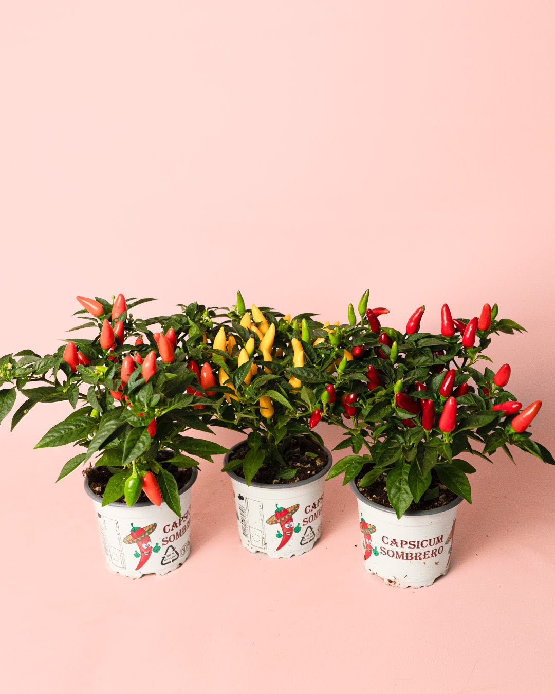 Guindilla Ornamental Roja Mini - Pur Plant