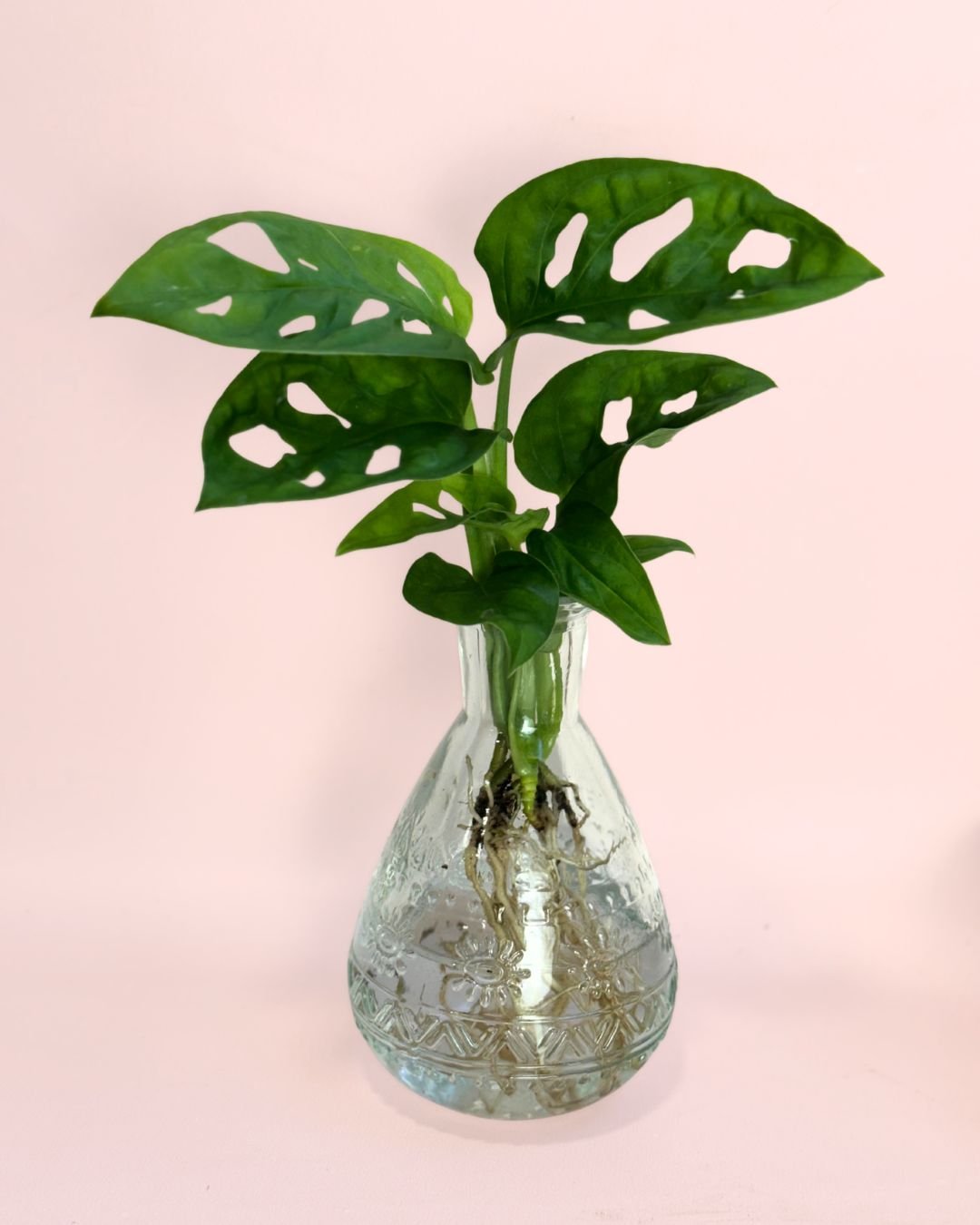 Happy Box – Kit Regalo con Monstera Adasonii - Pur Plant