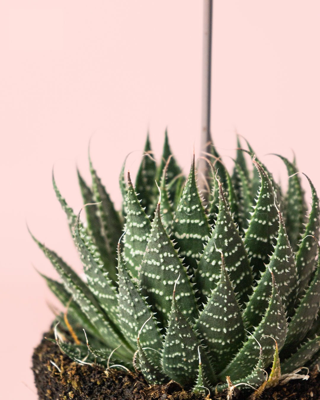Haworthia Big Band M - Pur Plant