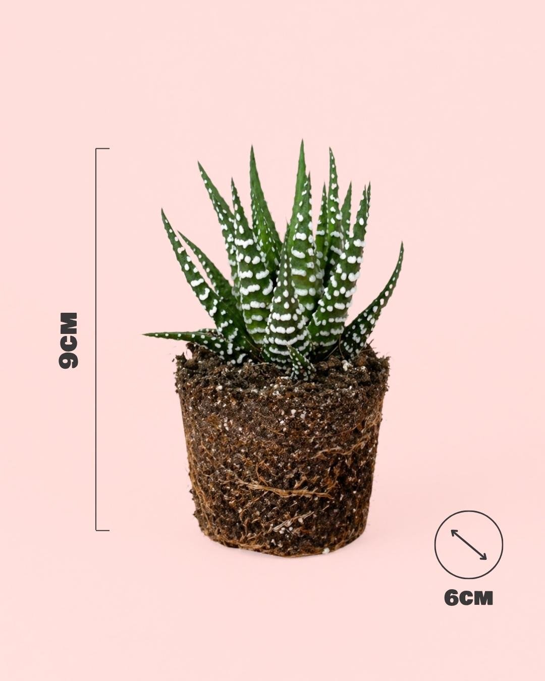Haworthia Big Band Mini - Pur Plant