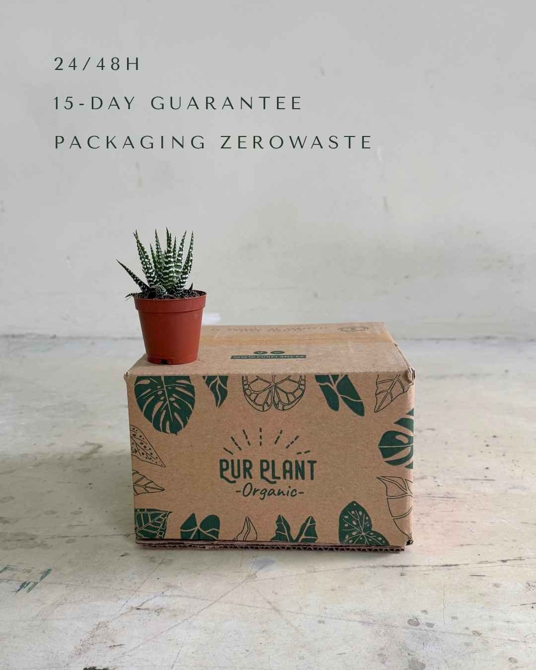 Haworthia Big Band Mini - Pur Plant
