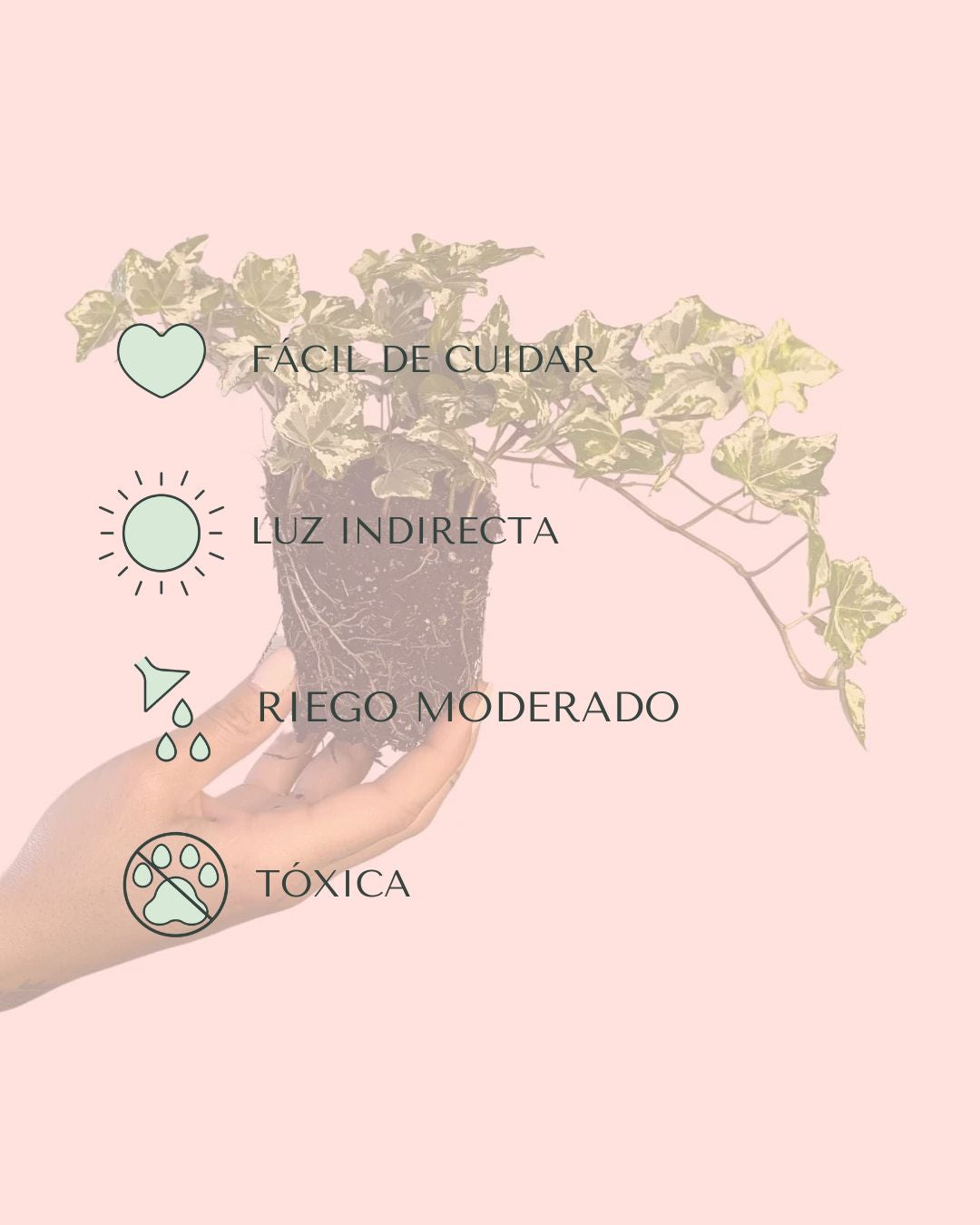 hedera helix mini cuidados