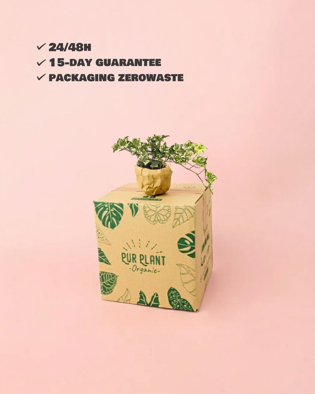 hedera helix mini packaging