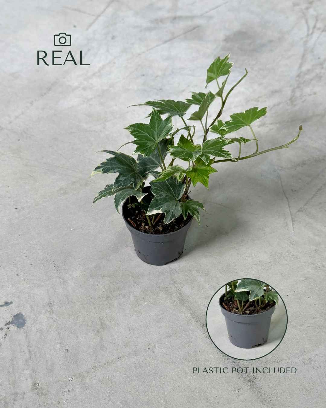 Hedera Helix Mix Mini - Pur Plant
