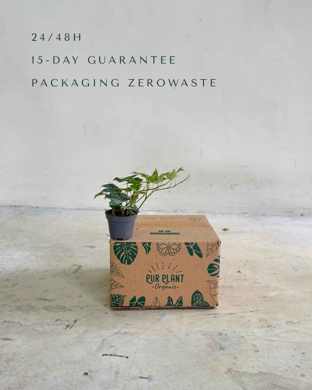 Hedera Helix Mix Mini - Pur Plant