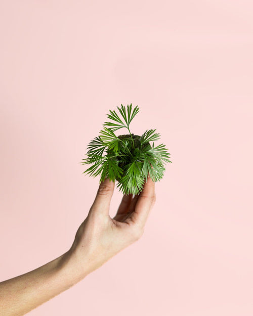 Helecho Actiniopteris Australis Mini - Pur Plant
