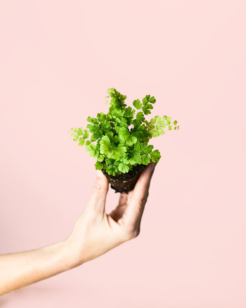 Helecho Adiantum Raddianum Mini - Pur Plant
