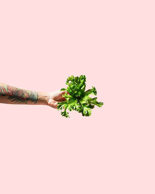 Helecho Asplenium Leslie Mini - Pur Plant