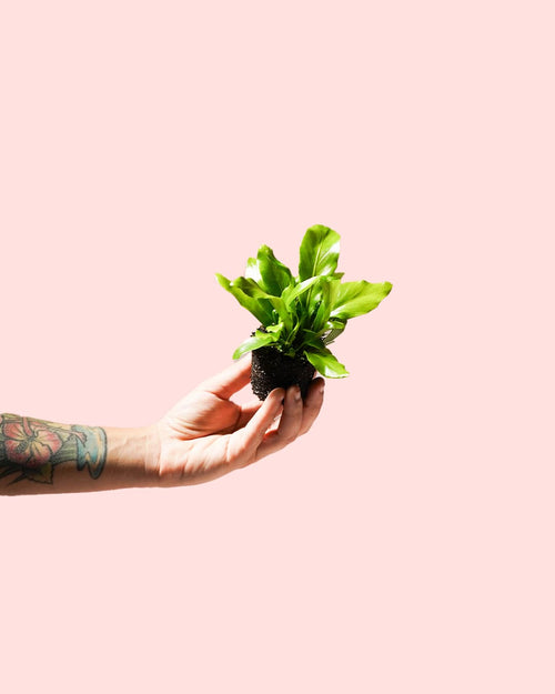 Helecho Asplenium Nidus Mini - Pur Plant
