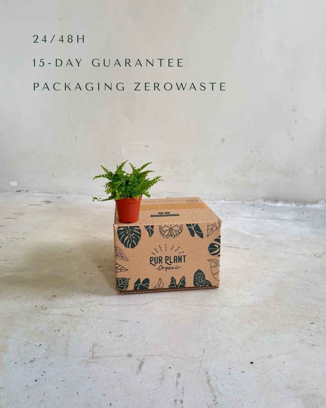 Helecho Mini - Pur Plant