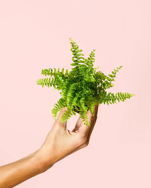 Helecho Mini - Pur Plant