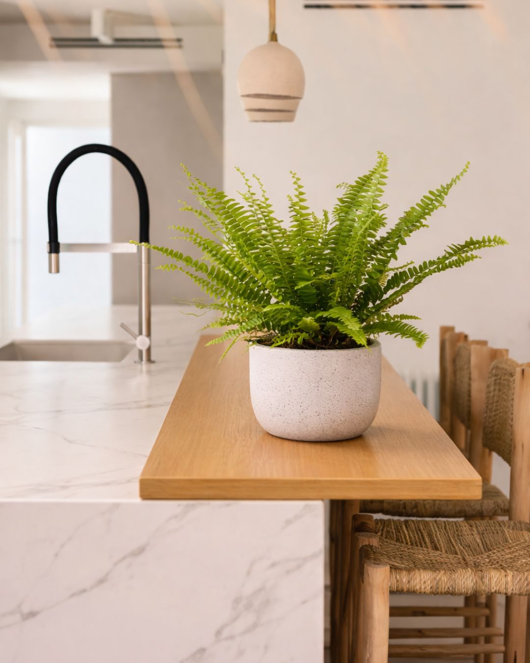 helecho-nefrolepis-context