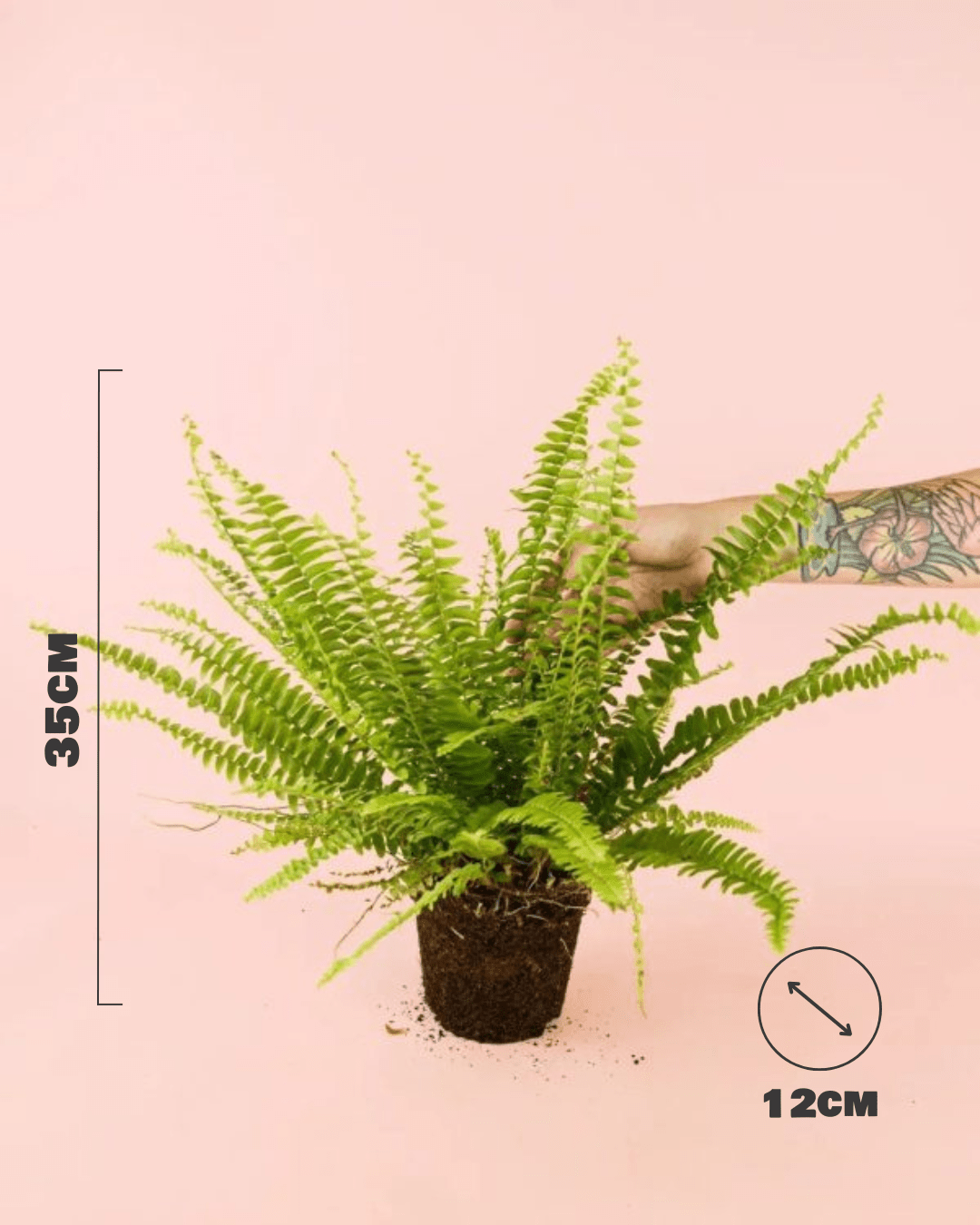 Helecho Nefrolepis – Helecho de Boston M - Pur Plant