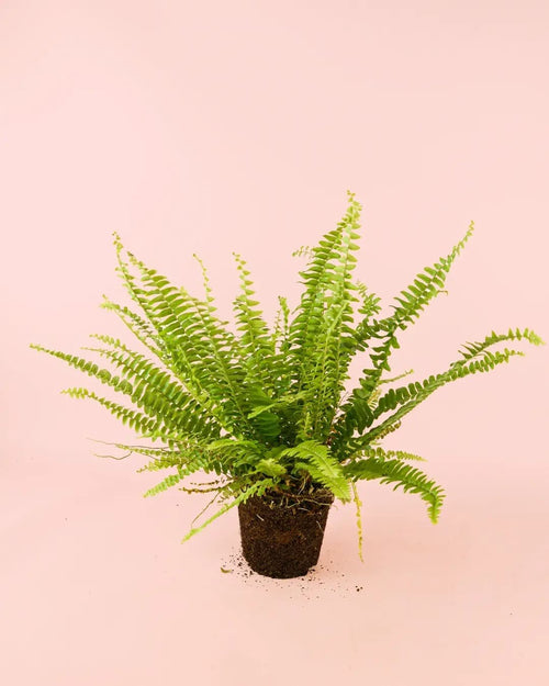 Helecho Nefrolepis – Helecho de Boston M - Pur Plant