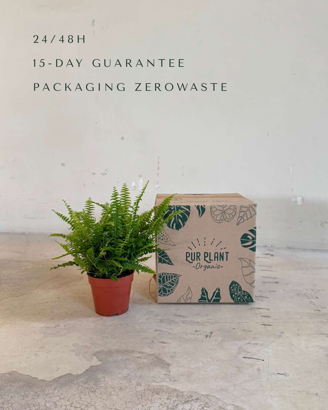 helecho-nefrolepis-packaging