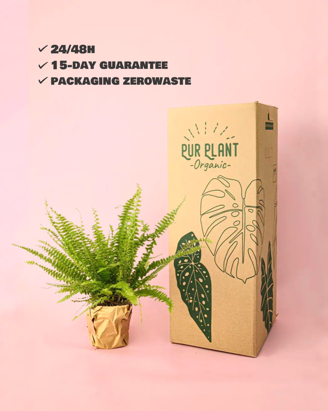 helecho packaging