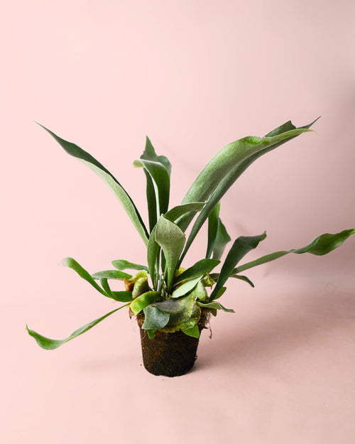 Helecho Platycerium | Cuerno de Ciervo Vegano M - Pur Plant