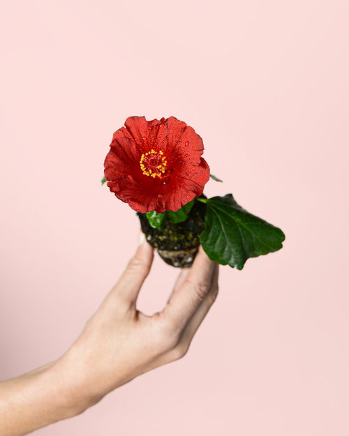 Hibiscus Flor Mix Mini - Pur Plant