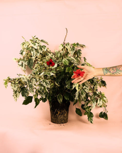 Hibuscus Variegado L - Pur Plant