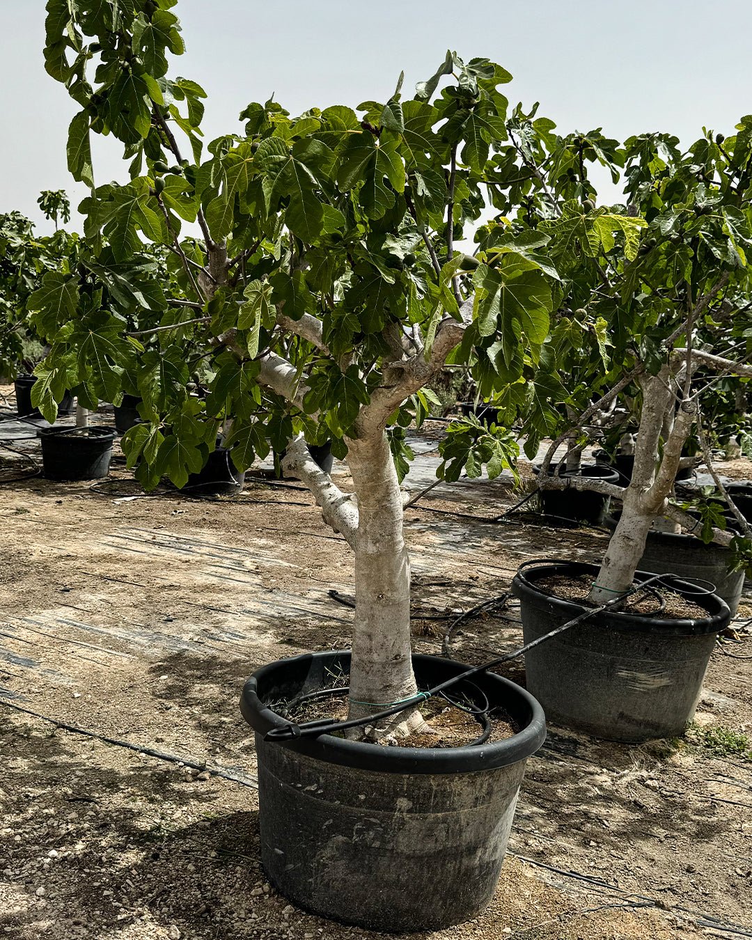 Higuera Árbol XXL - Pur Plant