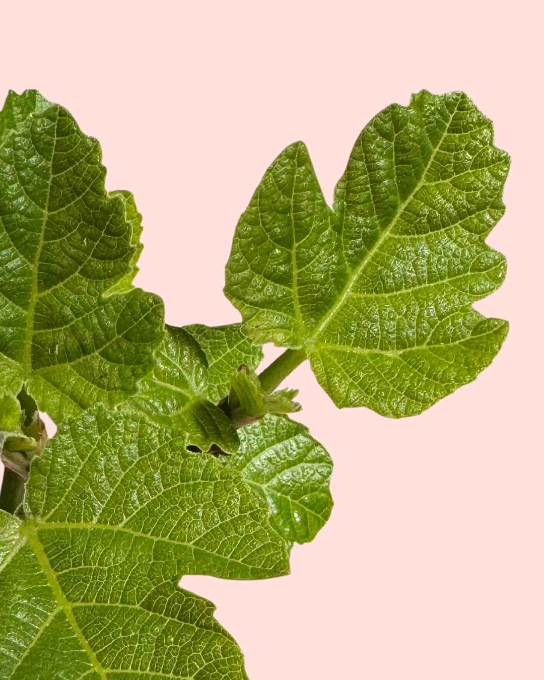 Higuera Bonsai - Ficus Carica - Pur Plant