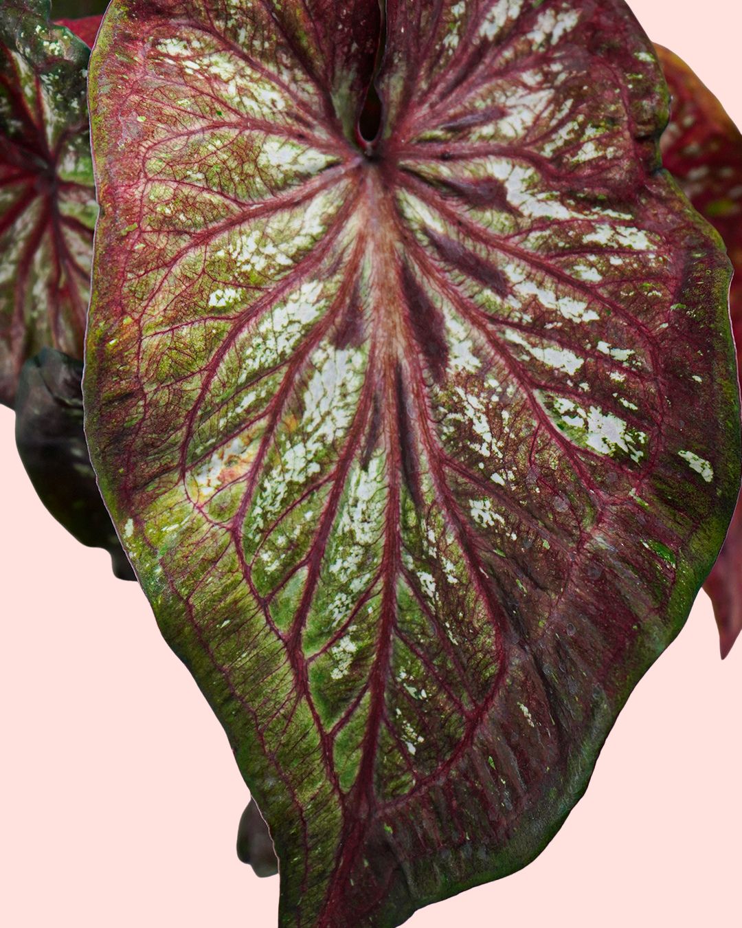 hoja caladium m