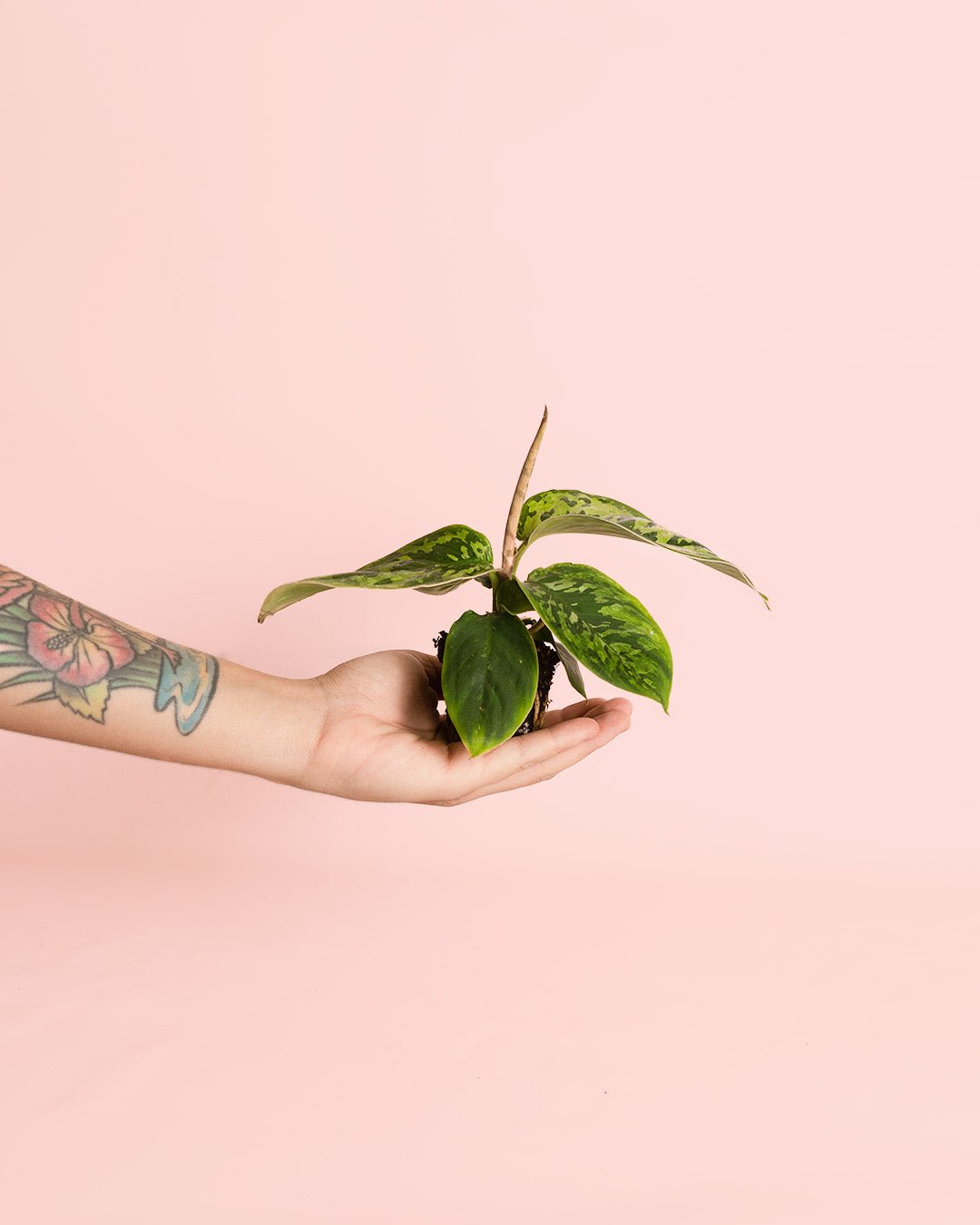 Homalomena Camuflaje Mini - Pur Plant