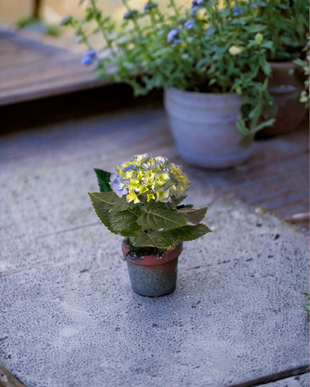 hortensia azul contexto