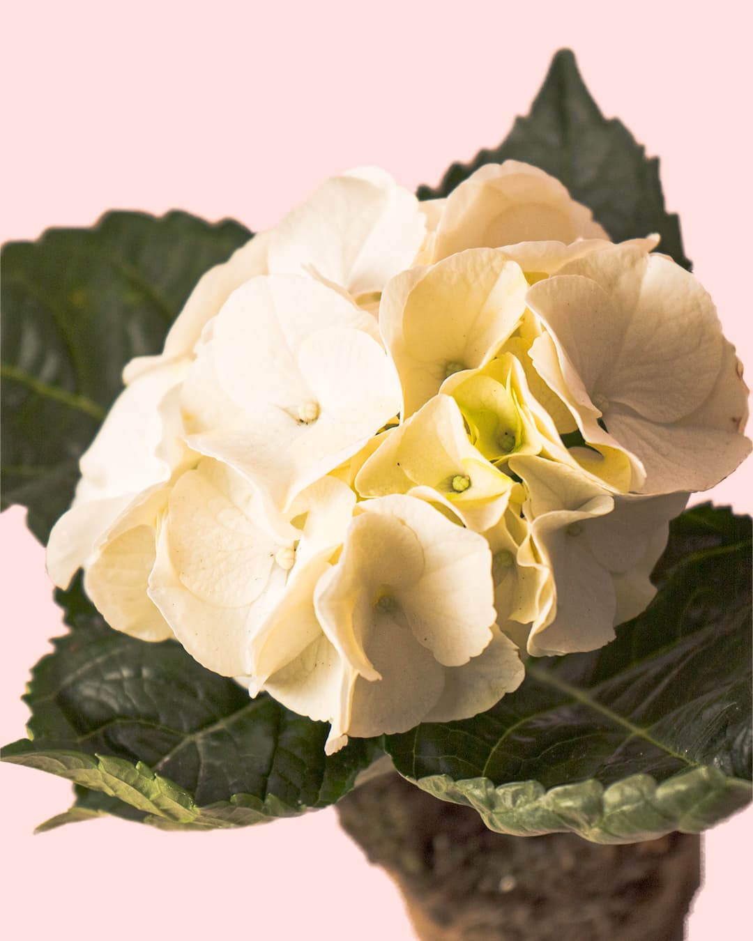 Hortensia Blanca Mini - Pur Plant