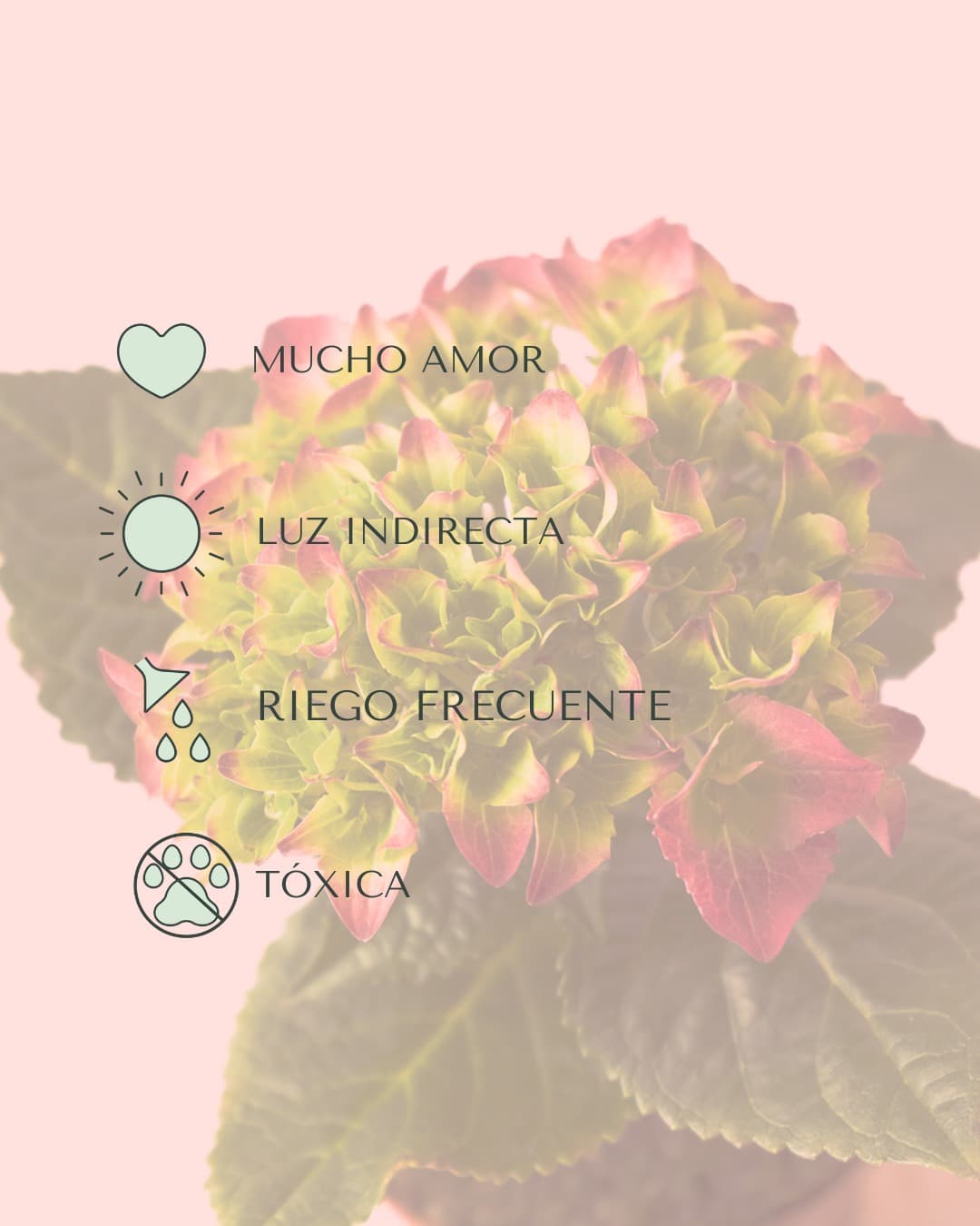 Hortensia Rosa Mini - Pur Plant
